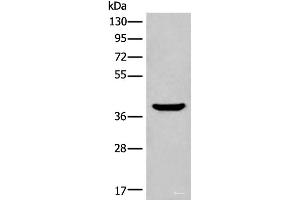 Western blot analysis of Mouse liver tissue lysate using ADORA3 Polyclonal Antibody at dilution of 1:400