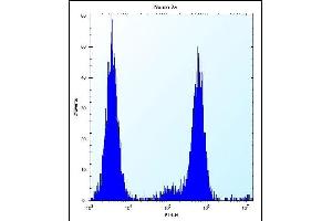CHSY1 Antibody (Center) (ABIN657509 and ABIN2846533) flow cytometric analysis of Neuro-2a cells (right histogram) compared to a negative control cell (left histogram). (CHSY1 抗体  (AA 504-533))