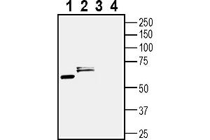 Western blot analysis of mouse brain membranes (lanes 1 and 3) and rat brain lysate (lanes 2 and 4):1-2. (Cholinergic Receptor, Muscarinic 3 (CHRM3) Peptide)
