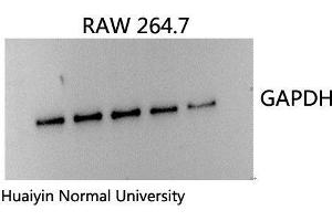 Western Blotting (WB) image for anti-Glyceraldehyde-3-Phosphate Dehydrogenase (GAPDH) antibody (ABIN3187999)