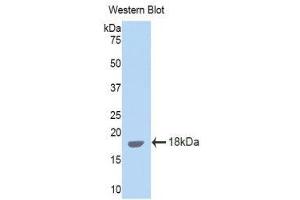 Western Blotting (WB) image for anti-Interleukin 15 (IL15) (AA 49-162) antibody (ABIN3209513) (IL-15 抗体  (AA 49-162))