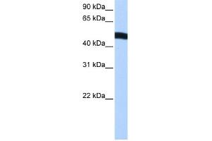 WB Suggested Anti-EIF2S2 Antibody Titration:  0. (EIF2S2 抗体  (N-Term))