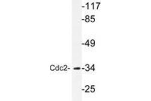 Western blot analyzes of Cdc2 antibody in extracts from HepG2 cells. (CDK1 抗体)