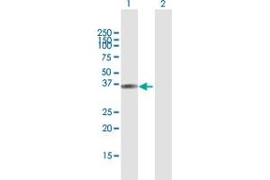 Western Blot analysis of HAO2 expression in transfected 293T cell line by HAO2 MaxPab polyclonal antibody. (Hydroxyacid Oxidase 2 (HAO2) (AA 1-351) 抗体)