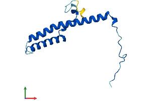 AlphaFold protein structure predicition of Human Recombinant NDUFC2 Protein, UniprotID O95298