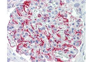 Anti-FGF11 / FGF-11 antibody IHC staining of human kidney. (FGF11 抗体  (AA 1-30))