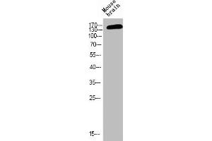Western blot analysis of MOUSE-BRAIN using p-NMDAε2 (Y1474) antibody. (GRIN2B 抗体  (pTyr1474))