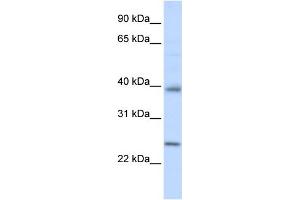 WB Suggested Anti-CLDN7 Antibody Titration: 0. (Claudin 7 抗体  (C-Term))