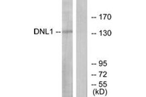 Western blot analysis of extracts from HT-29 cells, using DNL1 Antibody. (DNASE1 抗体  (AA 111-160))