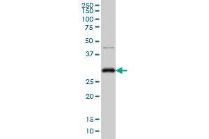 CDC2 monoclonal antibody (M03), clone 1G10 Western Blot analysis of CDC2 expression in Hela S3 NE . (CDK1 抗体  (AA 211-297))