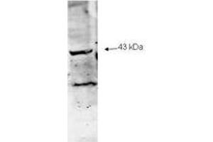Image no. 1 for anti-Sialidase 2 (Cytosolic Sialidase) (NEU2) (AA 110-124) antibody (ABIN303817) (NEU2 抗体  (AA 110-124))