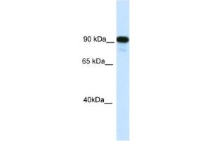 Western Blotting (WB) image for anti-Class II, Major Histocompatibility Complex, Transactivator (CIITA) antibody (ABIN2461426) (CIITA 抗体)