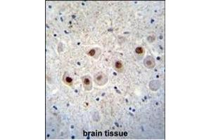 RBM14 Antibody (C-term) (ABIN655499 and ABIN2845015) immunohistochemistry analysis in formalin fixed and paraffin embedded human brain tissue followed by peroxidase conjugation of the secondary antibody and DAB staining.