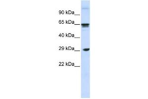 Western Blotting (WB) image for anti-C-Type Lectin Domain Family 4, Member M (CLEC4M) antibody (ABIN2458650) (C-Type Lectin Domain Family 4, Member M (CLEC4M) 抗体)