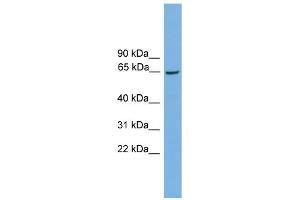 WB Suggested Anti-Taf1b Antibody Titration: 0. (TAF1B 抗体  (Middle Region))