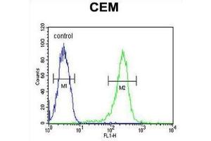 Flow Cytometry (FACS) image for anti-HAUS Augmin-Like Complex, Subunit 5 (HAUS5) antibody (ABIN3002272)