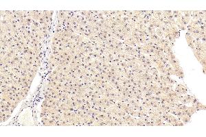 Detection of KMO in Human Liver Tissue using Polyclonal Antibody to Kynurenine-3-Monooxygenase (KMO) (KMO 抗体  (AA 1-374))