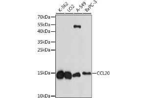 Western blot analysis of extracts of various cell lines, using CCL20 antibody (ABIN7266301) at 1:1000 dilution. (CCL20 抗体  (AA 1-95))