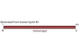Image no. 1 for anti-Cyclin B1 (CCNB1) antibody (ABIN967428) (Cyclin B1 抗体)