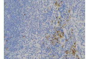 ABIN6273883 at 1/100 staining Human lymph node tissue by IHC-P. (GPR56 抗体)