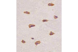 (ABIN6243222 and ABIN6577089) staining FGFR1 in human brain tissue sections by Immunohistochemistry (IHC-P - paraformaldehyde-fixed, paraffin-embedded sections). (FGFR1 抗体  (C-Term))