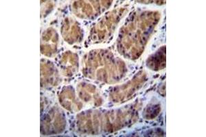 Formalin fixed and paraffin embedded human stomach tissue stained with PRSS7 / ENTK  Antibody  followed by peroxidase conjugation of the secondary antibody and DAB staining (TMPRSS15 抗体  (C-Term))