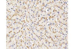 Immunohistochemistry analysis of paraffin-embedded rat liver using CD107b Polyclonal Antibody at dilution of 1:400. (LAMP2 抗体)