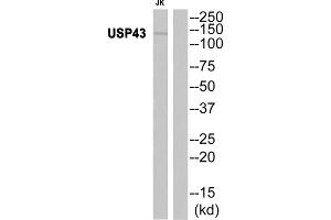 Western blot analysis of extracts from JK cells, using USP43 antibody. (USP43 抗体  (Internal Region))