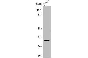 Western Blot analysis of HuvEc cells using Olfactory receptor 6C68 Polyclonal Antibody (OR6C68 抗体  (C-Term))