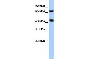 Western Blotting (WB) image for anti-ELAC1 (ELAC1) antibody (ABIN2458576) (ELAC1 抗体)