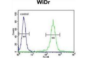 Flow Cytometric analysis of WiDr cells (right histogram) compared to a negative control cell using ATP5B Antibody (Center) Cat. (ATP Synthase Subunit beta (AtpB) (AA 142-171), (Middle Region), (Subunit beta) 抗体)