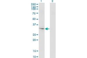 Western Blot analysis of THG1L expression in transfected 293T cell line by THG1L monoclonal antibody (M01), clone 4F11. (THG1L 抗体  (AA 1-269))