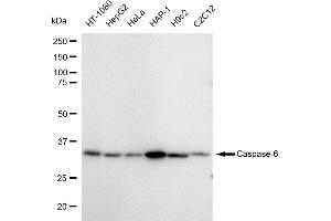 Western blotting analysis using Caspase 6 antibody (ABIN7797901). (Recombinant Caspase 6 抗体)