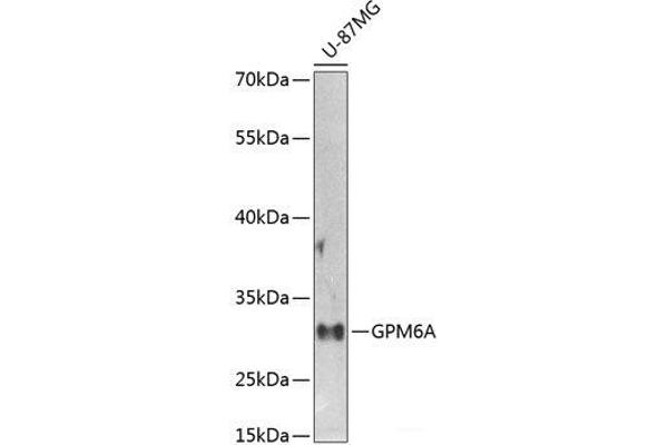 GPM6A 抗体