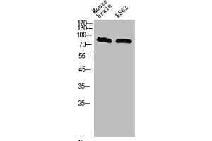 Western Blot analysis of mouse brain K562 cells using Neuregulin-3 Polyclonal Antibody (Neuregulin 3 抗体  (Internal Region))
