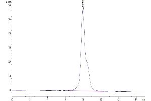 The purity of Human IL-12 R beta 1 is greater than 95 % as determined by SEC-HPLC. (IL12RB1 Protein (AA 24-540) (His tag))