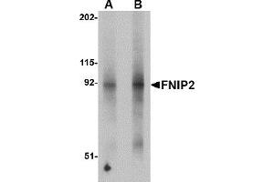 Western Blotting (WB) image for anti-Folliculin Interacting Protein 2 (FNIP2) (N-Term) antibody (ABIN1031382) (FNIP2 抗体  (N-Term))