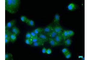 Immunofluorescence staining of Hela cells with ABIN7162407 at 1:50, counter-stained with DAPI.