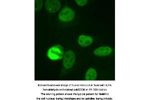 Image no. 1 for anti-Nuclear/mitotic Apparatus Protein (NUMA) (full length) antibody (ABIN363347) (NUMA 抗体  (full length))