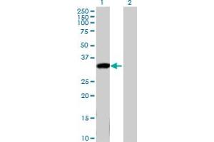 Western Blot analysis of KLK8 expression in transfected 293T cell line by KLK8 MaxPab polyclonal antibody. (Kallikrein 8 抗体  (AA 1-260))