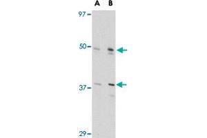 Western blot analysis of FEZ2 in NIH/3T3 cell lysate with FEZ2 polyclonal antibody  at (A) 0. (FEZ2 抗体  (Internal Region))