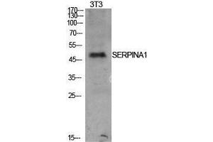 Western Blotting (WB) image for anti-AAT (Internal Region) antibody (ABIN3181415) (AAT (Internal Region) 抗体)