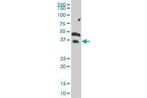 GZMH MaxPab polyclonal antibody. (GZMH 抗体  (AA 1-246))