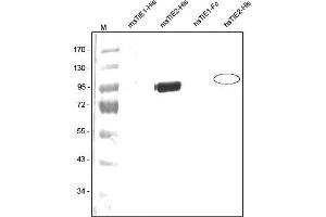 Western analysis of recombinant Human and Mouse sTIE-1 and sTIE-2 with a Polyclonal antibody directed against Mouse recombinant sTIE-2.
