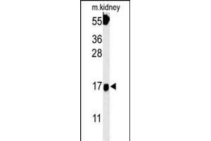 FGFBP3 Antibody (C-term) (ABIN651816 and ABIN2840409) western blot analysis in mouse kidney tissue lysates (15 μg/lane). (FGFBP3 抗体  (C-Term))