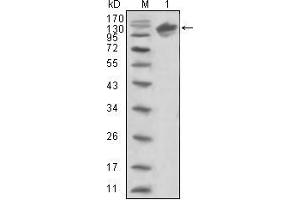 Western blot analysis using ERBB3 mouse mAb against human ERBB3 (aa22-369)-hIgGFc trasfected HEK293 cell lysate (1). (ERBB3 抗体  (AA 22-369))