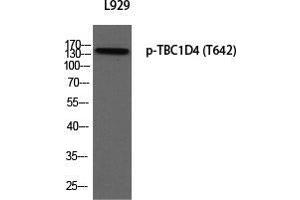 Western Blot (WB) analysis of L929 using p-TBC1D4 (T642) antibody. (TBC1D4 抗体  (pThr642))