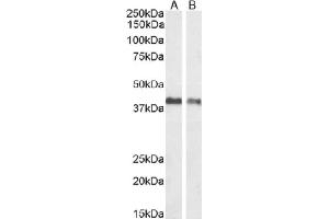 Western Blot using anti-EpCAM antibody HEA125. (Recombinant EpCAM 抗体)