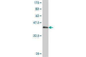 Western Blot detection against Immunogen (37 KDa) . (LMCD1 抗体  (AA 266-364))