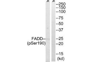 Western blot analysis of extracts from Jurkat cells treated with PMA using FADD (Phospho-Ser190) Antibody. (FADD 抗体  (pSer191))